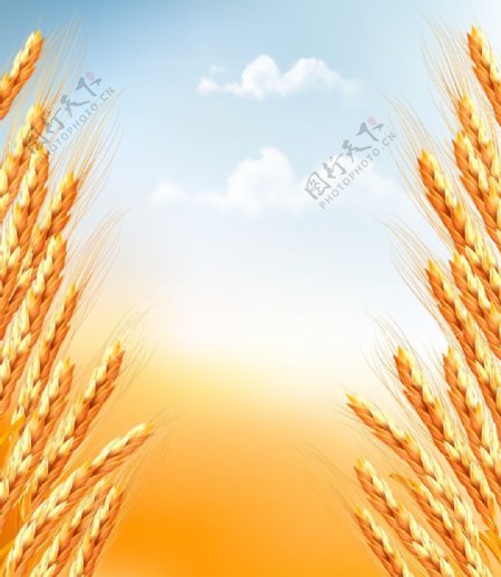 谷物小麦相关矢量素材