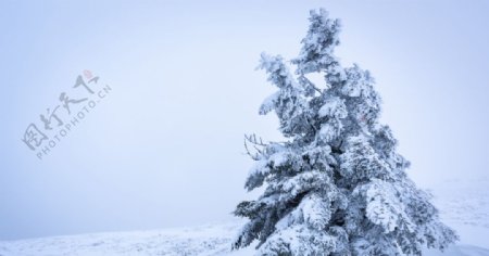 冬季雪树