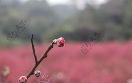 桃花红花风景美