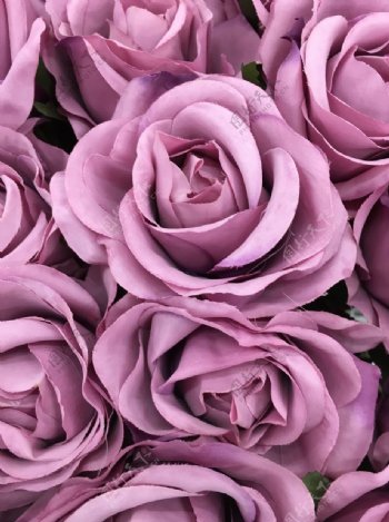 紫颜色的玫瑰花朵