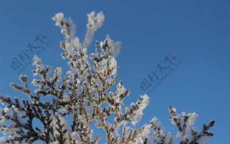 雪景