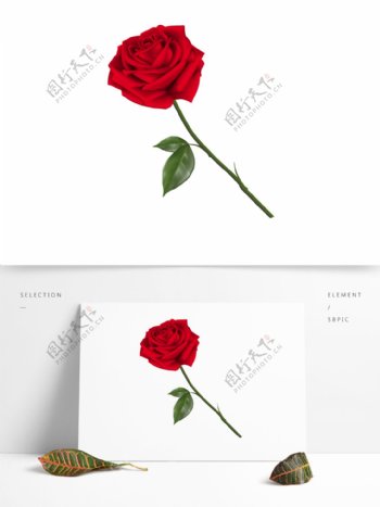 红色手绘玫瑰写实素材