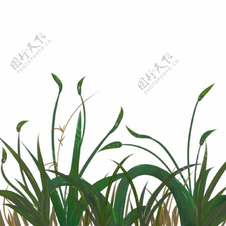 植物绿色的手绘小草