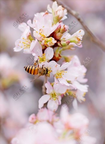樱花与蜜蜂