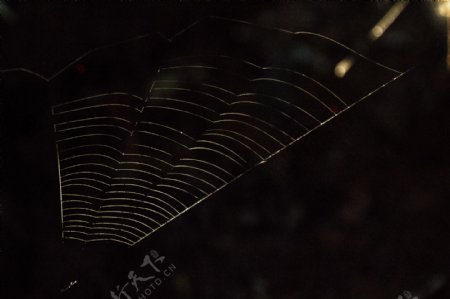 晨光下的蜘蛛网