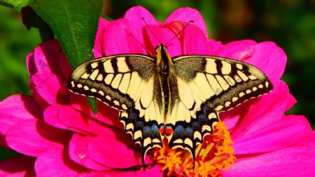 花朵上的燕尾蝶