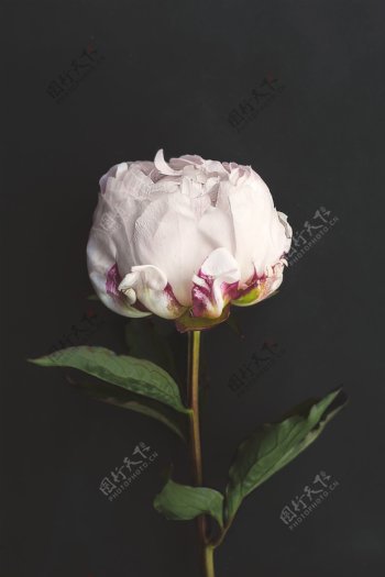 唯美的白色花朵