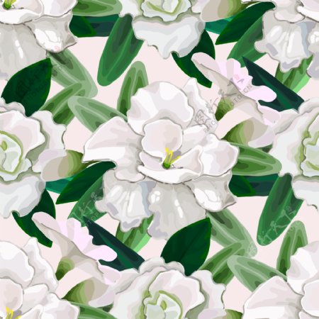 白色花卉背景