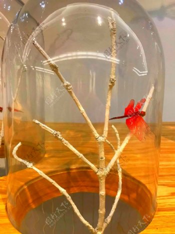 透明玻璃种的红蜻蜓