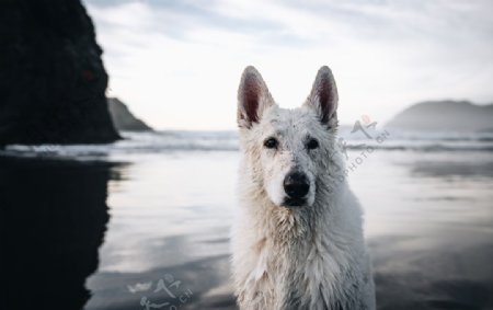 湿水的白狗