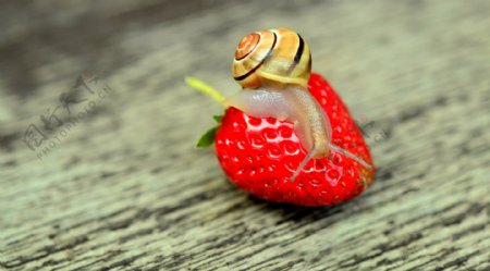 草莓和蜗牛