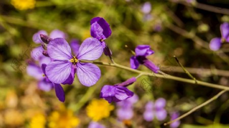 紫色二月兰花