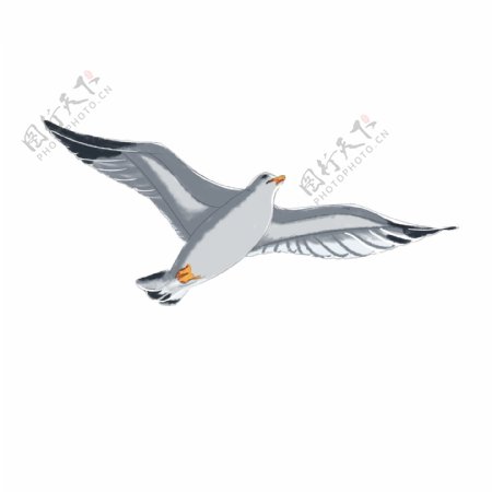 海鸥鸟类灰色白色手绘小清新图标设计元素