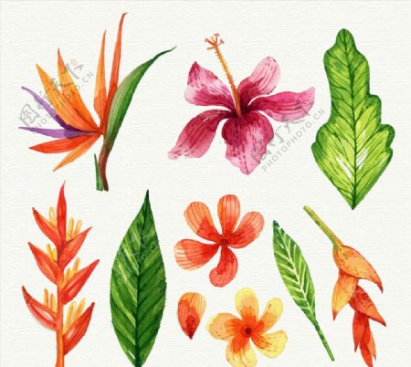 彩绘热带花朵和叶子