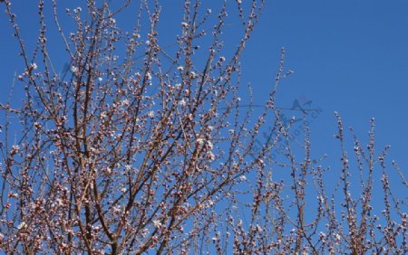 初春山桃花