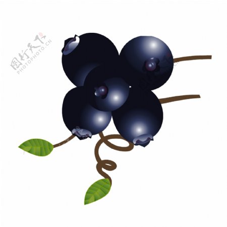 美味水果蓝莓插画