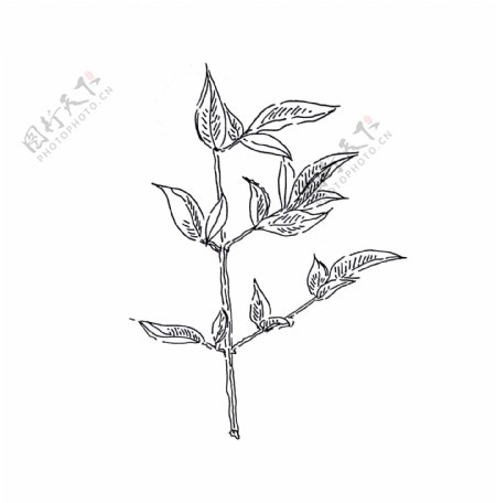 黑白线条手绘植物南天竹