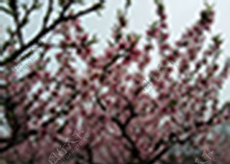 春天的桃花园景