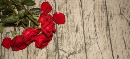 红色玫瑰花商业摄影