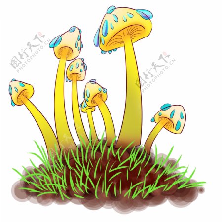 黄色菌类香菇插图