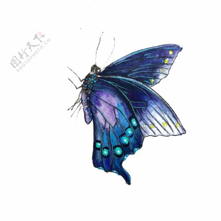 蝴蝶蓝色紫色透明翅膀PNG昆虫