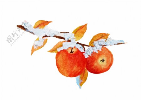 手绘苹果植物配图