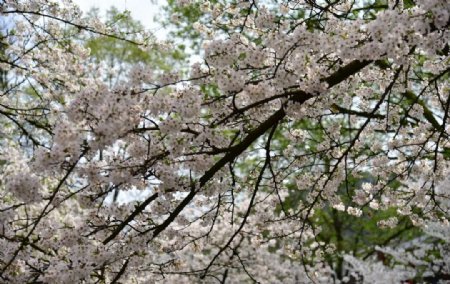 樱花白色花