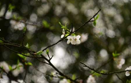 日本樱花白色花