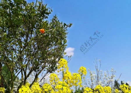 橘子和油菜花