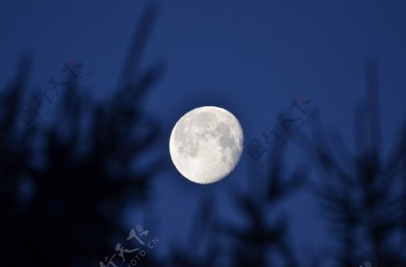 树梢上的月亮