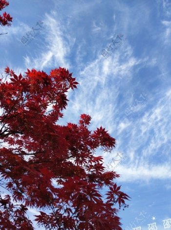 蓝天白云下的红叶