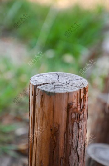 树墩木桩木头墩子木头