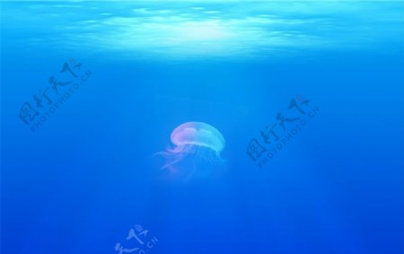 海底的一只水母