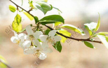 苹果花