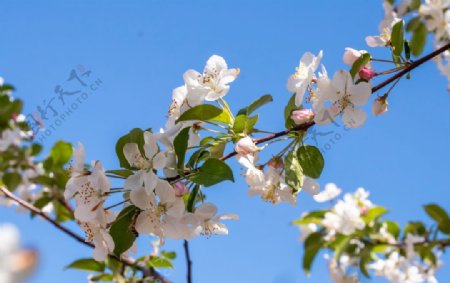 苹果花