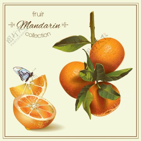 橘子橙子柠檬水果蝴蝶