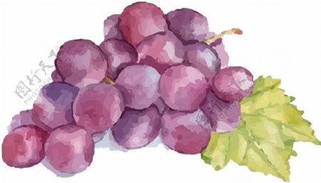 原创手绘一串彩绘的葡萄