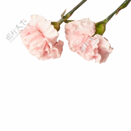 两朵粉色花朵免扣图