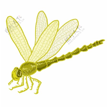 黄色蜻蜓图案