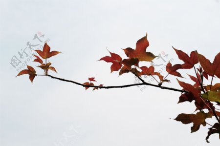 一枝新生的红色枫叶树枝特写