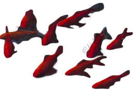 红色的一群游来游去在小鱼