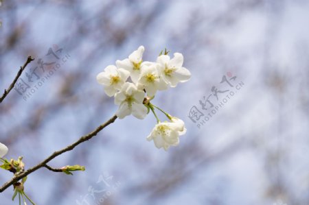 特写白色樱花摄影