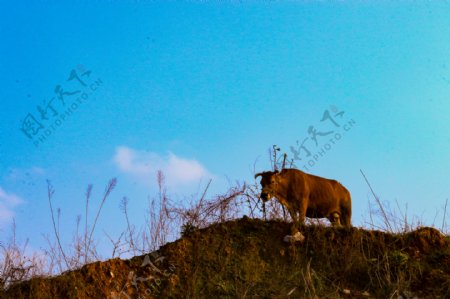 山坡上的老黄牛摄影图