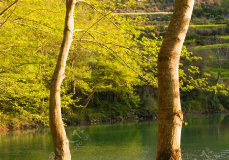 春天翠绿树木湖水海报