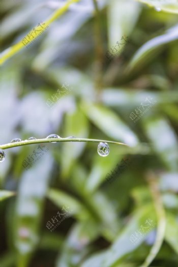 常见的植物上的雨水摄影
