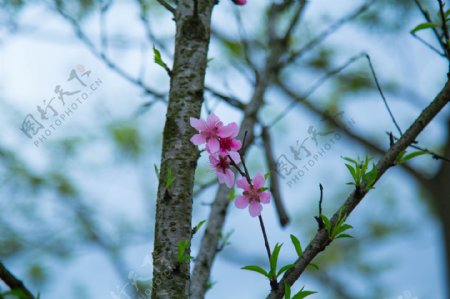 树上桃花摄影图片