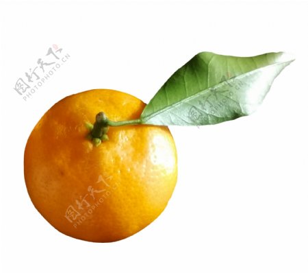 新鲜的橘子纯天然水果