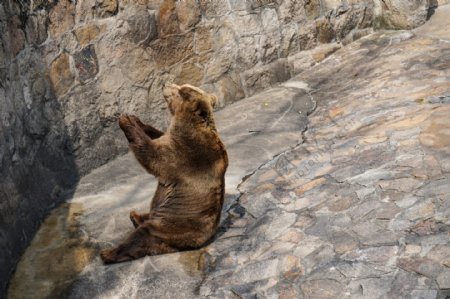 动物园等待喂食的大熊