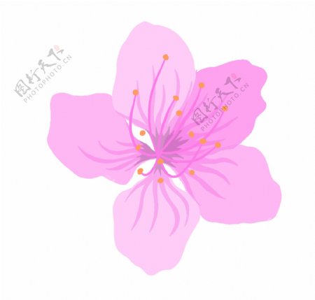 粉色花朵植物插画