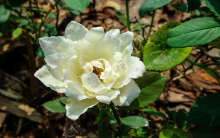 花边白玫瑰